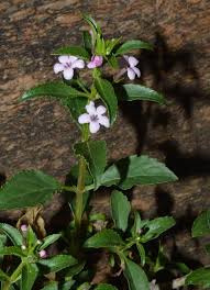 Image result for Teedia lucida