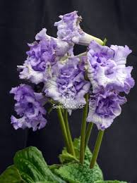 Image result for Streptocarpus sp.nov. aff. S. grandis