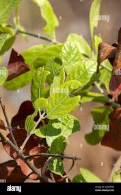 Image result for Combretum collinum