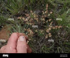 Image result for Psammotropha myriantha