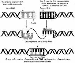 By using things like mucus and iga, therefore. Important Questions For Cbse Class 12 Biology Principles Of Biotechnology And Tools Of Recombination Dna Technology