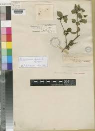 Image result for Canthium bugoyense