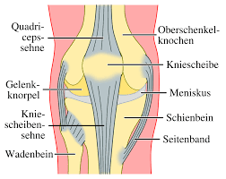 Die adduktoren sind eine muskelgruppe an der innenseite ihrer oberschenkel. Knieschmerzen Ursachen Und Behandlung