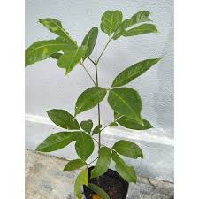 (tagalog>english) merci senza valore commerciale (italian>english) de nada sempre as ordens (portuguese>english) tra la mia e la vostra proposta. Buy Anak Pokok Tenggek Burung Pokok Ulam Seetracker Malaysia