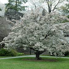 Maybe you would like to learn more about one of these? Stein S Garden Home Plant Finder Milwaukee Racine Waukesha Green Bay Oconomowoc Wisconsin Wi