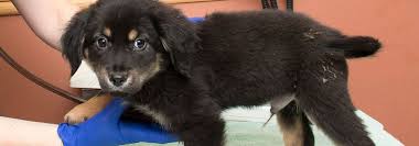 Apply to extraction technician, damage prevention rep and more! Adoptions Adoption Programs