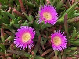 Image result for Aizoaceae