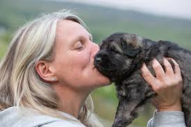 Una des Loups du Nideck 🩶 Encore quelques mâles dispo sur sa première  portée 🐺 💌 Plus d'infos sur lesloupdsdunideck@gmail.com