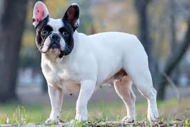 The french bulldog is small but has a big following, thanks in part to its sweet, playful, and adaptable personality. Can You Add Chicken To A French Bulldog S Diet Anything French Bulldog