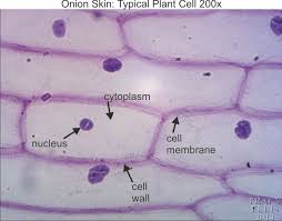 Animal cell labeled under microscope. Onion Skin Cell Labeled
