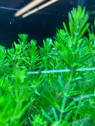 Image result for Pogostemon aquaticus