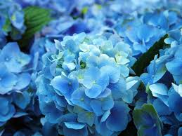 We offer hydrangea flowers for sale in many different shades of blue, purple, pink, white, green, and deep burgundy. Why Aren T There More Blue Flowers