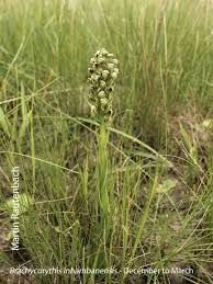 Image result for Brachycorythis pleistophylla