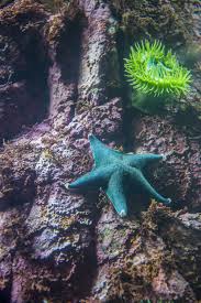 Furthermore, facilities like vancouver aquarium use rescues as justification to keep other take the beluga whales at vancouver aquarium, for example; 7 Weird Creatures You Can Find At The Vancouver Aquarium Right Now Curated