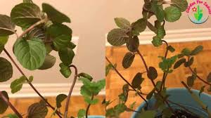 Will cinnamon work on this too? Why Are My Mint Leaves Turning Purple And How To Fix It Garden For Indoor