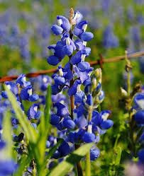 Country florist proudly serves arlington and the surrounding areas. Dsc 0303 Texas Bluebonnets Blue Bonnets Flower Painting