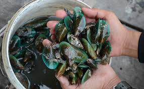 Sebagai warga negara yang baik, tentu kita harus membayar pajak sesuai nominal. Kenali Siput Sudu Umpan