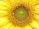 Resultado de imagem para spirals in nature
