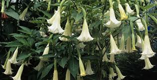 Image result for Brugmansia