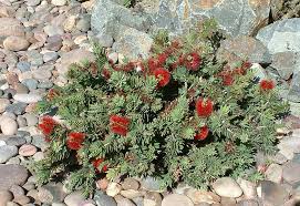 Maybe you would like to learn more about one of these? Callistemon Viminalis Little John