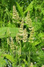 The blue hair plant may remain evergreen in mild winter regions. Koeleria Glauca Blue Hair Grass Seeds Plants Dried Herbs