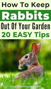 How To Keep Rabbits Out Of Garden 20 Easy Tips Rabbit Peppermint Plants Rabbit Deterrent