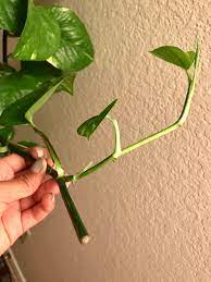 The video should open in the photos app. Did I Trim My Pothos Incorrectly Indoorgarden