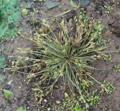 Image result for Fimbristylis squarrosa