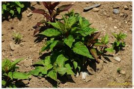 Image result for Celosia stuhlmanniana