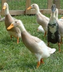 Young Runner Ducks Duck Breeds Pet Ducks Duck Bird