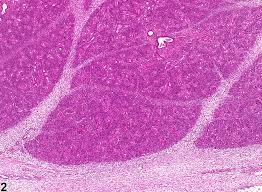 Image result for Dissotis glandulosa