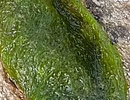 Image result for Tristicha trifaria