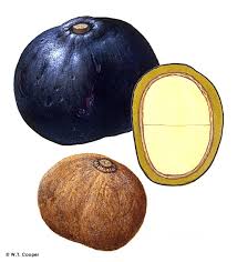 Image result for Beilschmiedia michelsonii