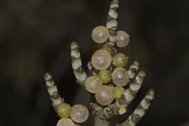 Image result for Viscum bagshawei