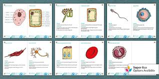 Maybe you would like to learn more about one of these? Ks3 Biology Specialised Cells Display Posters