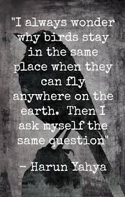 Bird Bird Bird Bird Is The Word Lyrics Free Like A Bird