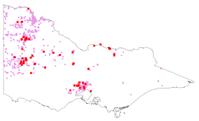 Image result for Pentameris