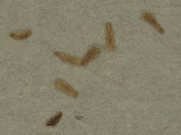 Image result for Alectra vogelii