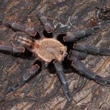 Image result for Centema subfusca