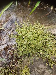 Image result for Rotala tenella