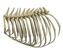 3d Lion Rib Cage Model Turbosquid 1177712