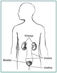 Vesicoureteral Reflux Bladder Bladder Control Genetic Abnormalities