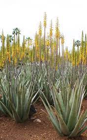1,028 aloe vera and cactus products are offered for sale by suppliers on alibaba.com, of which face mask accounts for 5%, hair treatment there are 229 suppliers who sells aloe vera and cactus on alibaba.com, mainly located in asia. Such A Beautiful Plant Who Thought Aloe Would Blossom This Nicely Aloe Vera Flowe Aloe Barbadensis Miller Forever Living Products Forever Living Aloe Vera