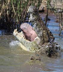 Raw and savage. - Crocodile eating decapitated baby hippo... | Facebook