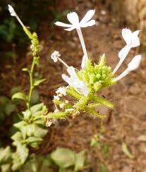 Image result for Plumbago ituriensis