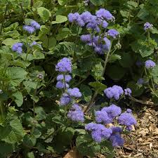 Many of the shrubs mentioned above (bluebeard, namely) are both pretty flowering shrubs and deer resistant shrubs, but here are a few more options: Landscape Plants Rated By Deer Resistance Rutgers Njaes
