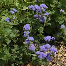 Deer resistant flowering shrubs zone 6. Landscape Plants Rated By Deer Resistance Rutgers Njaes