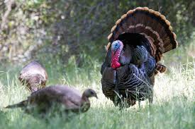 While geographically most of the country is situated in asia, eastern thrace is part of europe and many turks have a sense of european identity. California S Spring Wild Turkey Season Fast Approaching Cdfw News