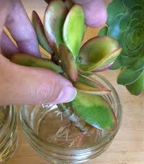 It's pointless since they can't drink water without roots anyway. Water Propagation For Succulents A How To Guide Succulent Plant Care