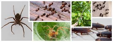 7170 memory lane orlando, fl 32807. Lake Nona Pest Control 407 269 8400 Pest Control Lake Nona